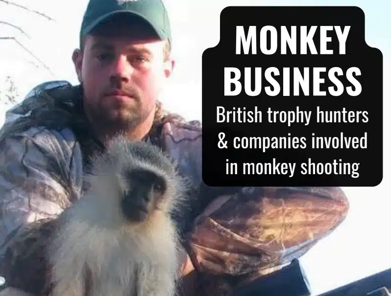 Monkeys Hunted World Monkey Day: Why British Trophy Hunters Are Still Killing Primates ...