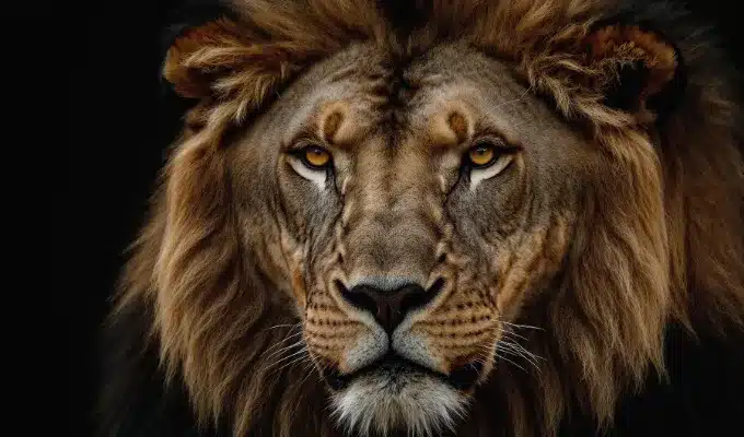 Wild Lion Looking at Camera